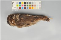 藏品(黃嘴角鴞)的圖片